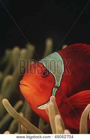 ラジャ Ampat インドネシア太平洋 spinecheek クマノミ （Premnas biaculeatus） クローズ アップ