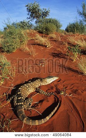 Goanna i ørkenen