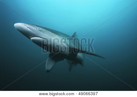Žralok tygří Aliwal Shoal Indického oceánu Jižní Afrika (Galeocerdo cuvieri) plavání v oceánu