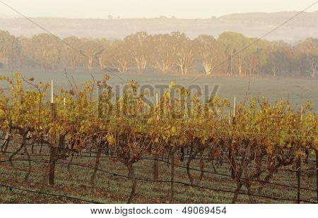 Vigna nel paesaggio rurale, Victoria Australia