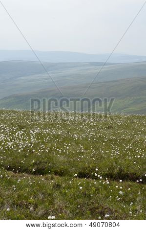 Berwyn Mountains Nr Pistyll Rhaeadr