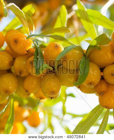 Seabuckthorn