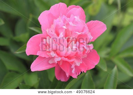 Blooming Peony
