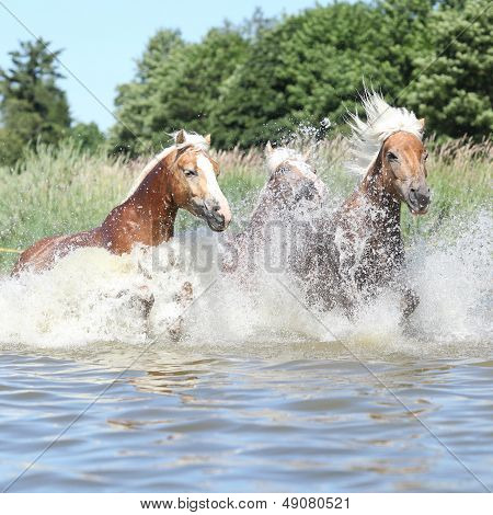 Партия Haflingers в воде