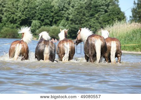 Партия Haflingers в воде из-за