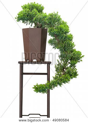 Jalovec (juniperus Communis) jako bonsaje strom