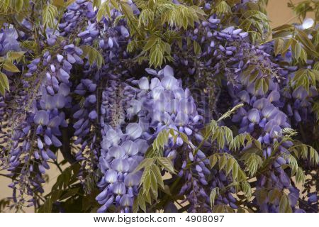 Blauweregen In bloei