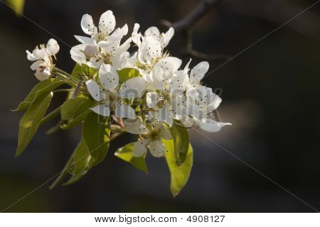 PEAR Blossom