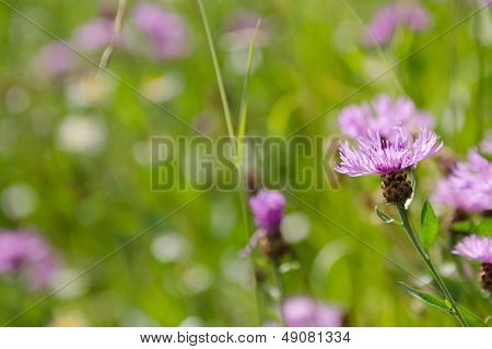 Mountain Kornblomst