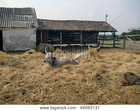 Lovely Hungary