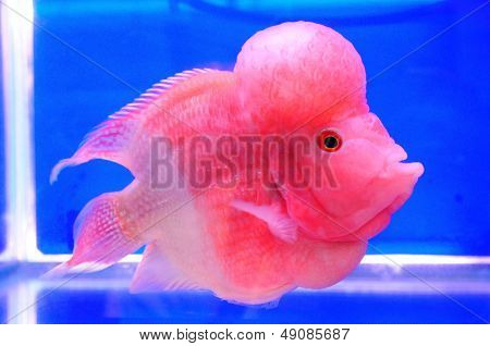 Fresh Water Fish Cichlidae