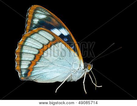 나비 (apatura Schrencki)