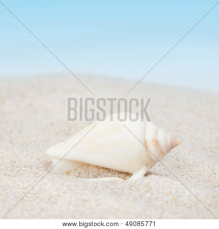 Elegantní mušle na Sandy Beach