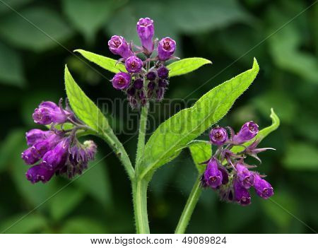 lila flowers of wild plant herb comfrey