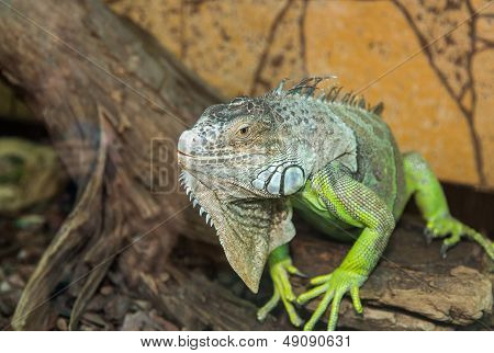 Yeşil Iguana