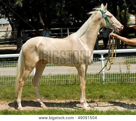 Portrét koně Akhal-teke