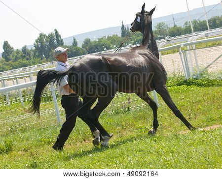 Cavallo cattivo.