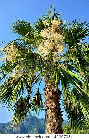 Blooming Palm