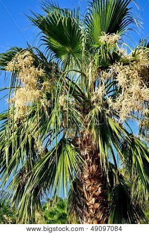 Blooming Palm