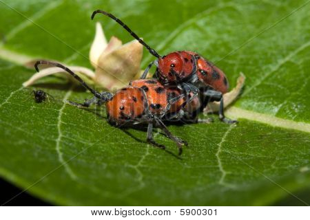Červená Milkweed brouci páření