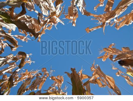Cornice ovale Cornstalk