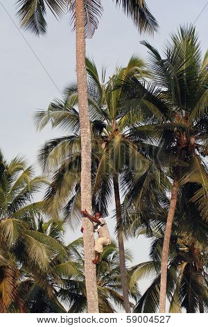 Young African Man Climbs Up The Coconut Palm.