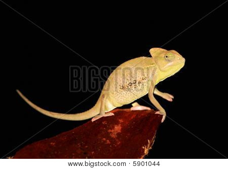 Chameleon portrét