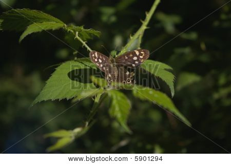 Papillon tircis