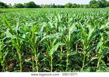 Cornfield