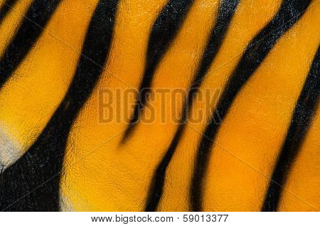 Tigerpattern