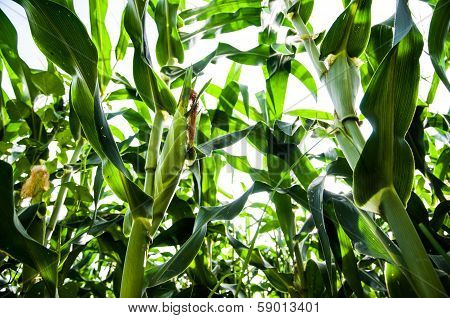 Cornfield