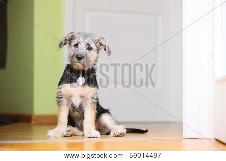 Animals At Home Dog Pet Mutt Puppy Sitting On Floor