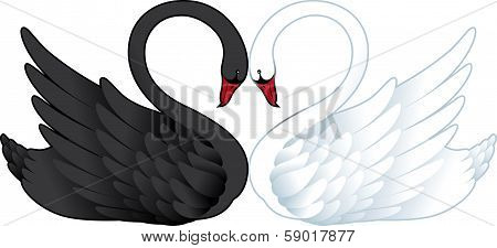Two Swans in Love