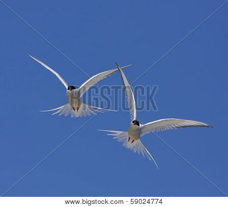 Arctic tern, Sterna Paradisaea.