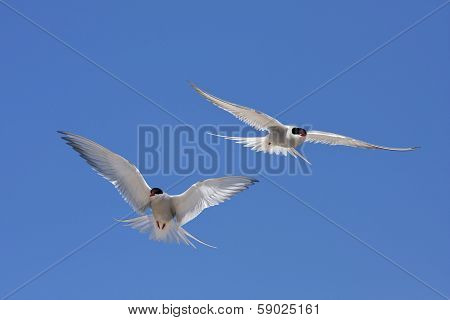 Arctic tern, Sterna Paradisaea.