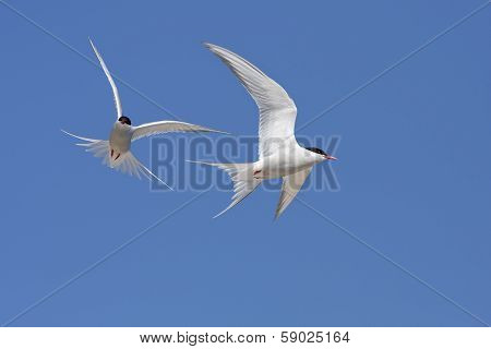 Arctic tern, Sterna Paradisaea.
