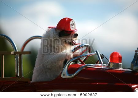Fifi Bichon Frise koira rotuja pelastus