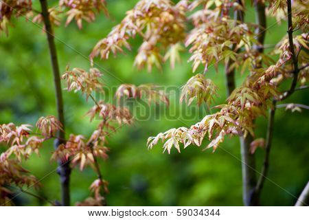 Yellow Japanese Maple Leaves