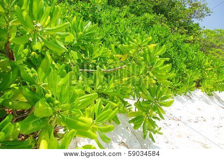 Green Tree On The Beach Southern Thailand