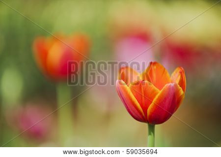 Orange With Red A Tulip On A Bed. Shallow Depth-of-field.