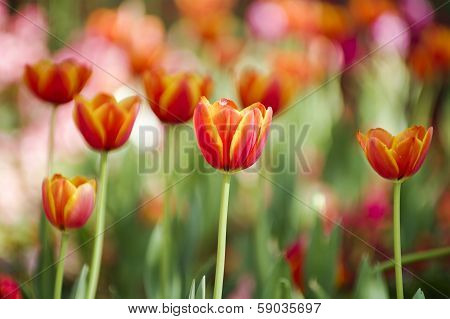 Orange With Red A Tulip On A Bed. Shallow Depth-of-field.