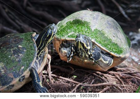 Painted Turtle In Wildlife In Soft Focus