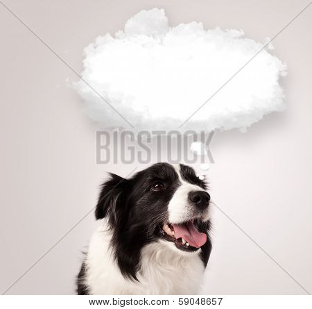 Cute black and white border collie with empty cloud bubble above her head