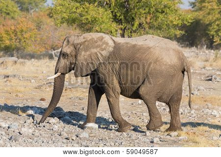 walking elephant