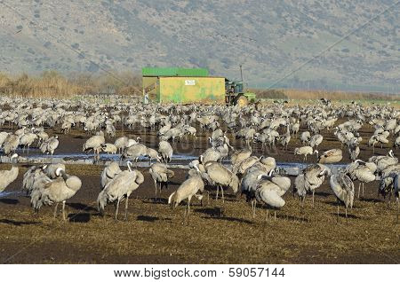 Common Crane