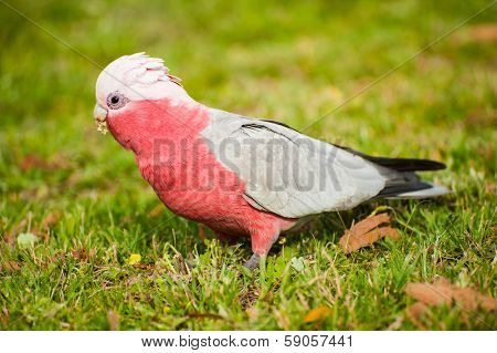 Galah cockatoo (Eolophus roseicapilla) is a common parrot of Australia. In the picture he is looking for seeds