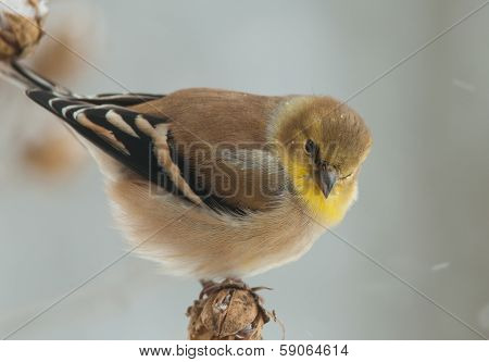 American Goldfinch