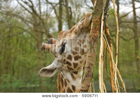 Tête de girafes