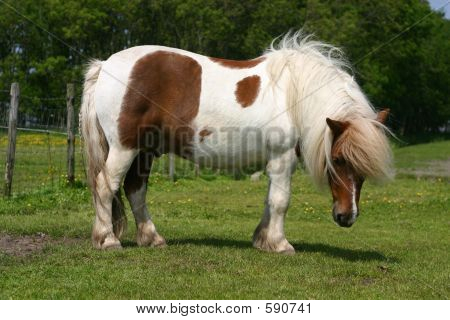 Shetlandsponny