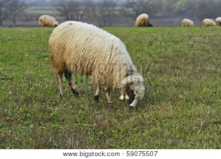 Herd Of Sheep On A Mountain Pasture